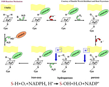 P450 Reaction Mechanism (Ren&eacute; Feyereisen)